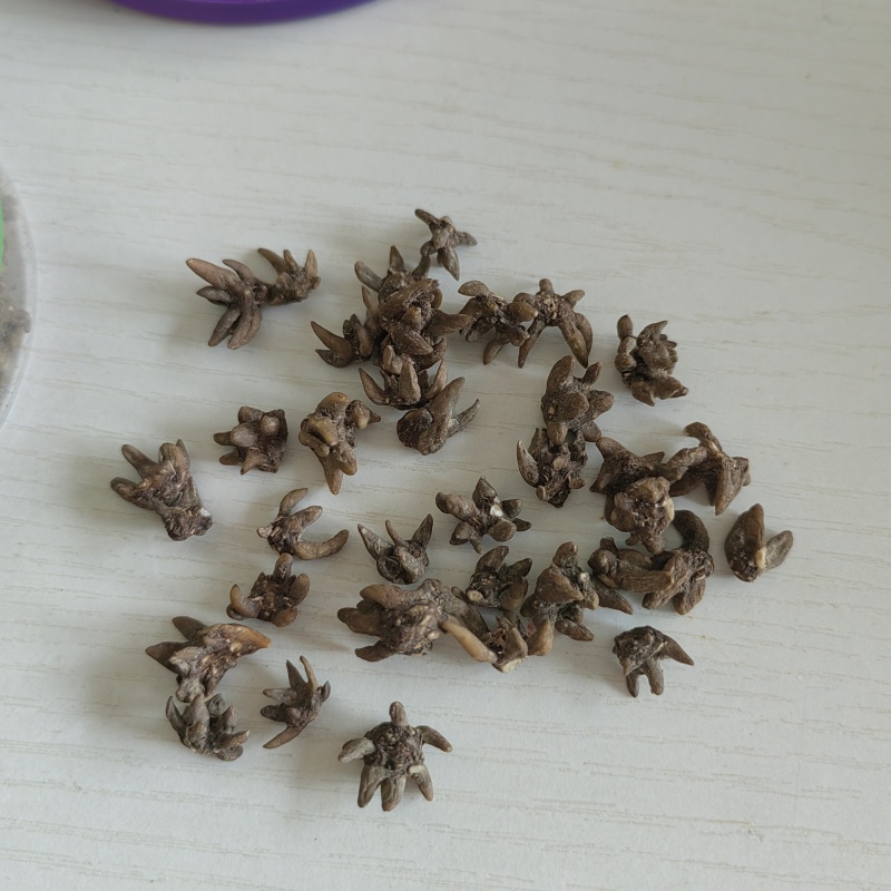 特价野生猫爪草精品无硫猫爪草