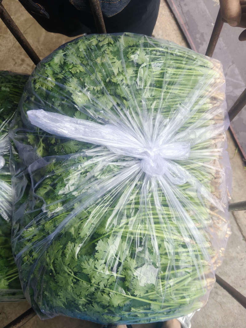 铁杆中叶香菜
