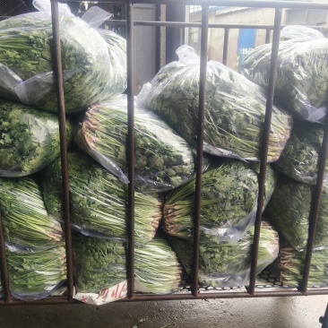 铁杆中叶香菜