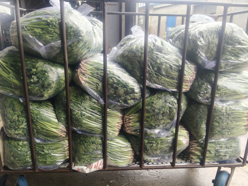 铁杆中叶香菜