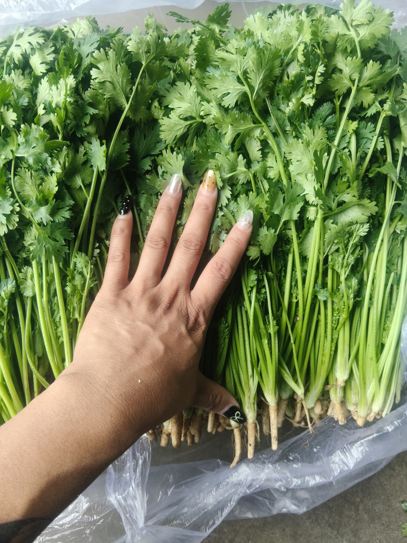 铁杆中叶香菜