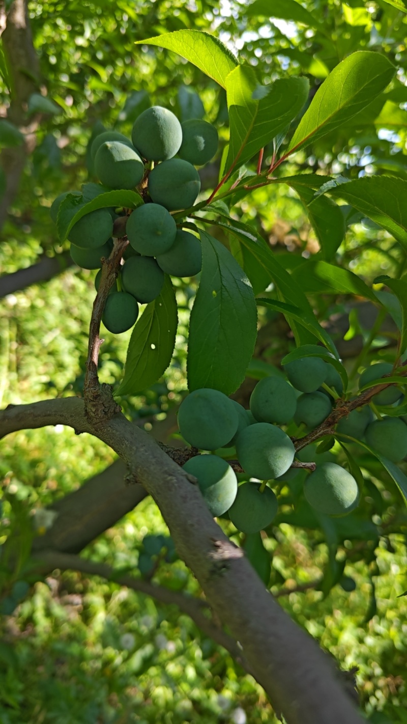 茂县羌山红脆李