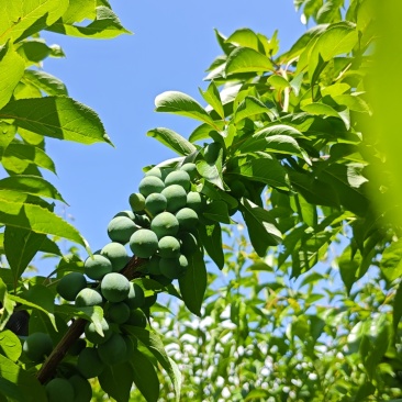 茂县羌山红脆李