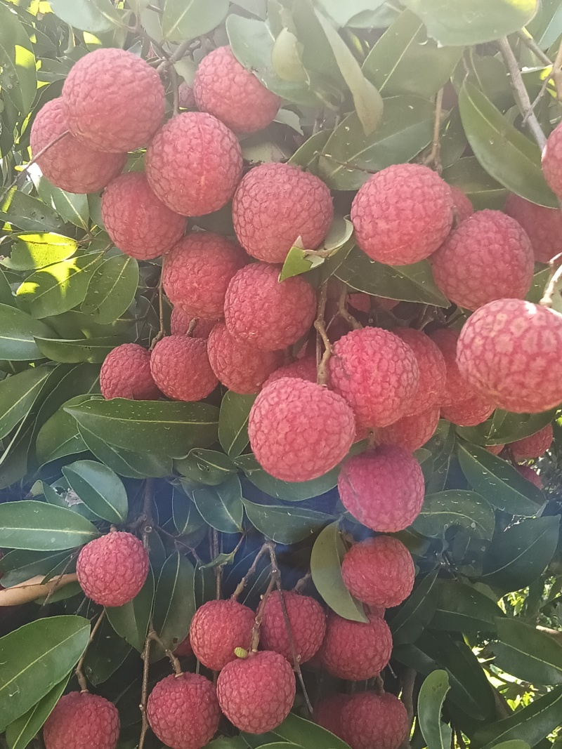 珠海市斗门荔枝（怀枝）