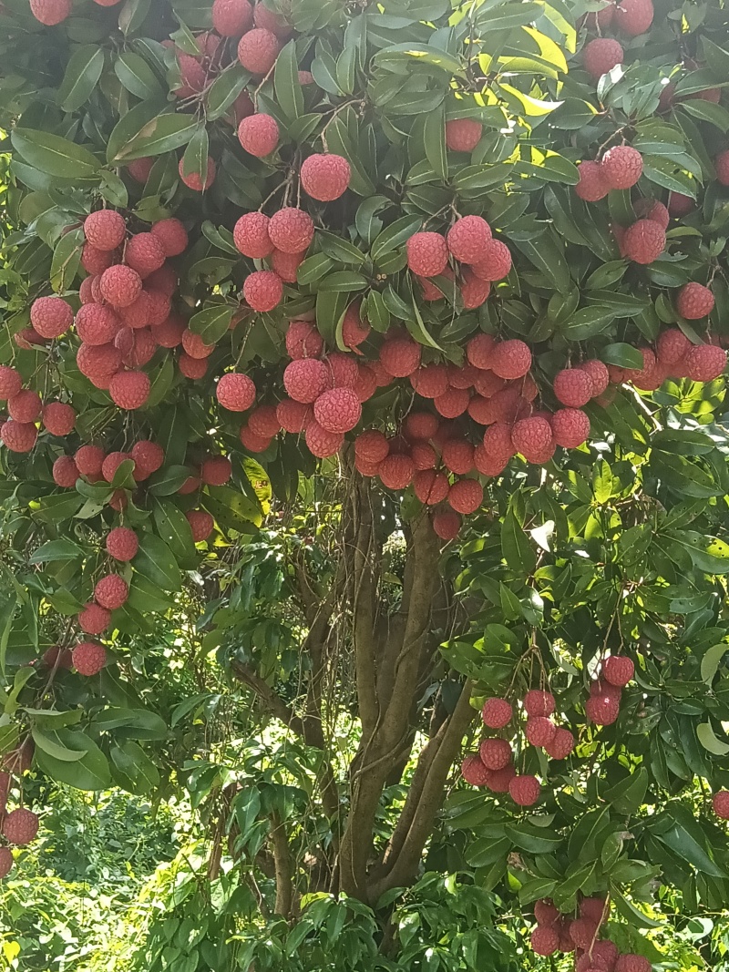珠海市斗门荔枝（怀枝）