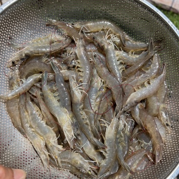 产地口感超爽的基围虾，新鲜出塘😍😍😍😍