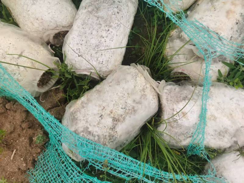 菌棒破碎料10万吨