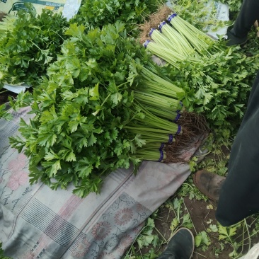 香芹