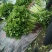 香芹