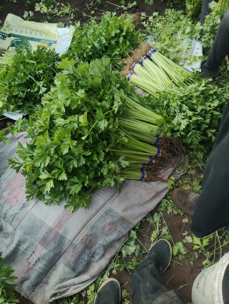 香芹