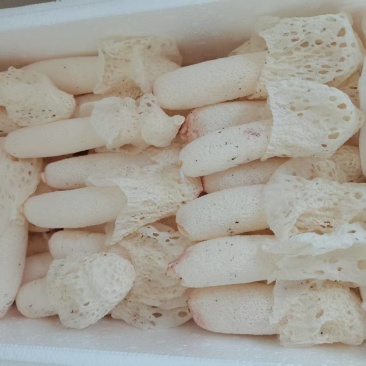 云南红托竹荪