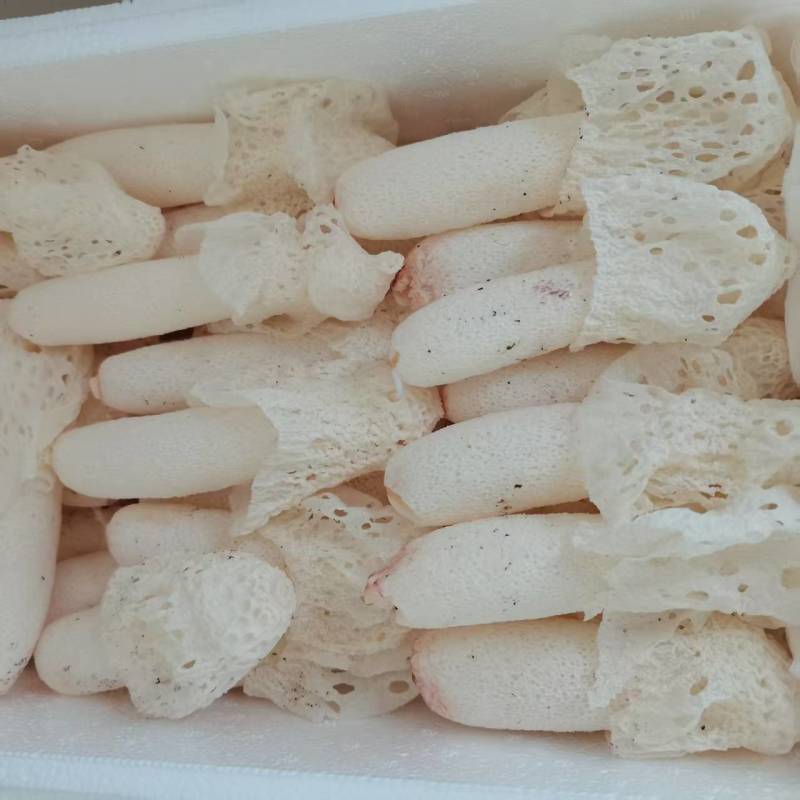 云南红托竹荪