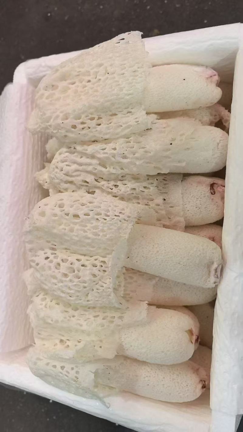 云南红托竹荪