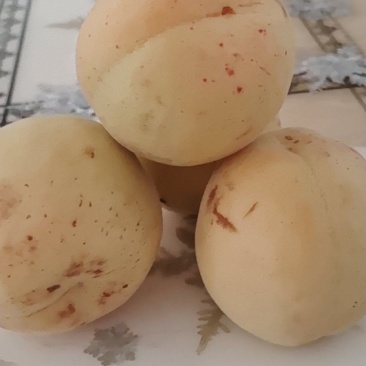 白水杏