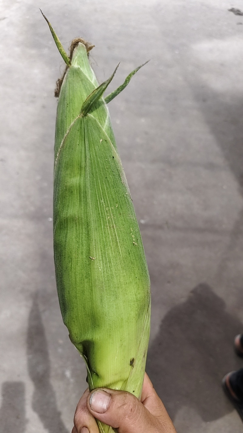 水果玉米