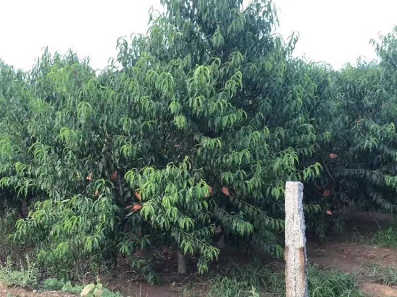 大量山东黄油蟠桃上市售卖啦！