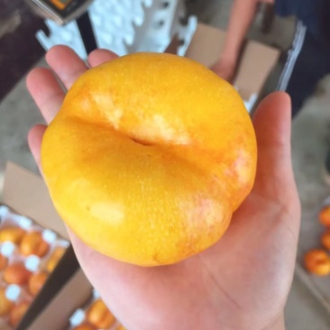 大量山东黄油蟠桃上市售卖啦！