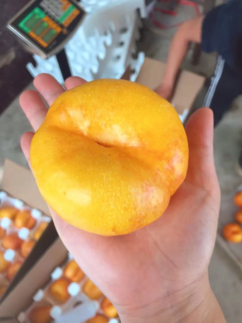 大量山东黄油蟠桃上市售卖啦！