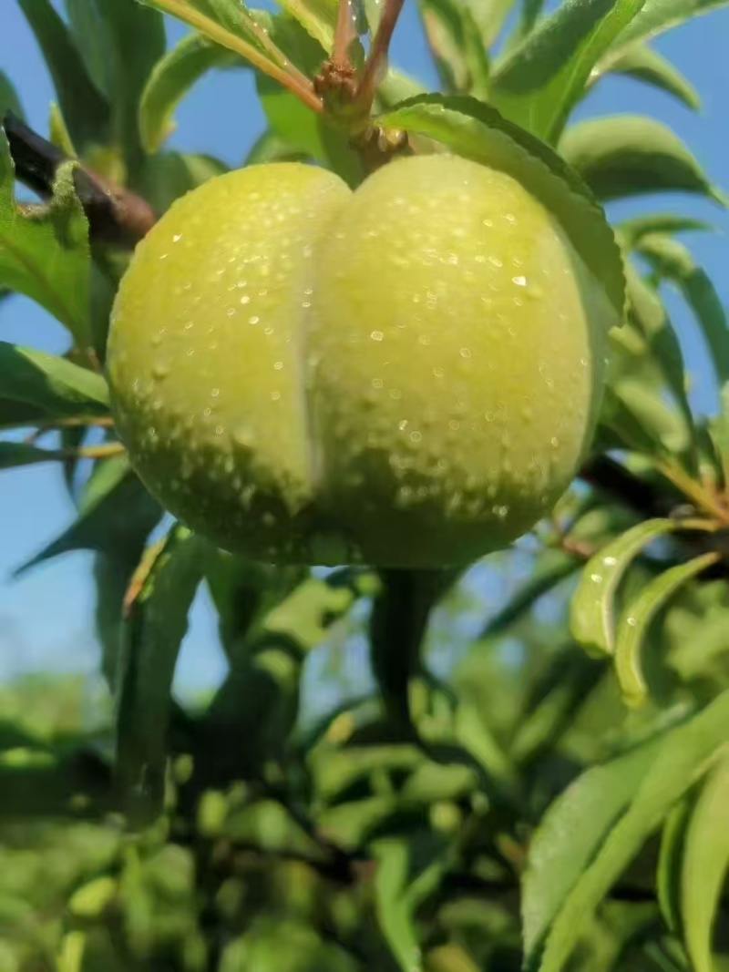 正宗六马蜂糖李