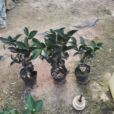 茶花，杜鹃，金鱼花，瑞香，竹柏，桂花，各种花卉苗木