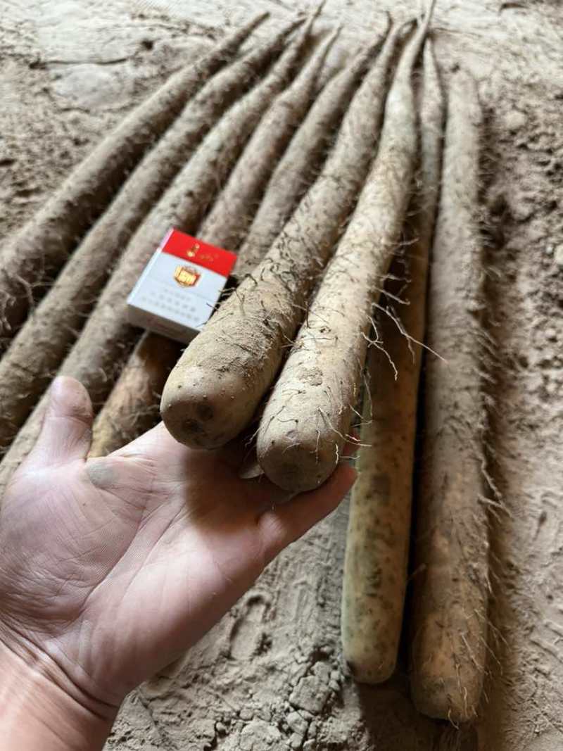 双棒山药