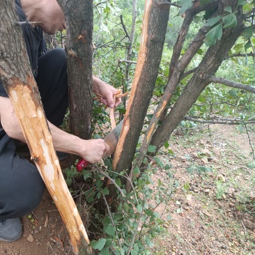 野生山渣树皮健胃消食