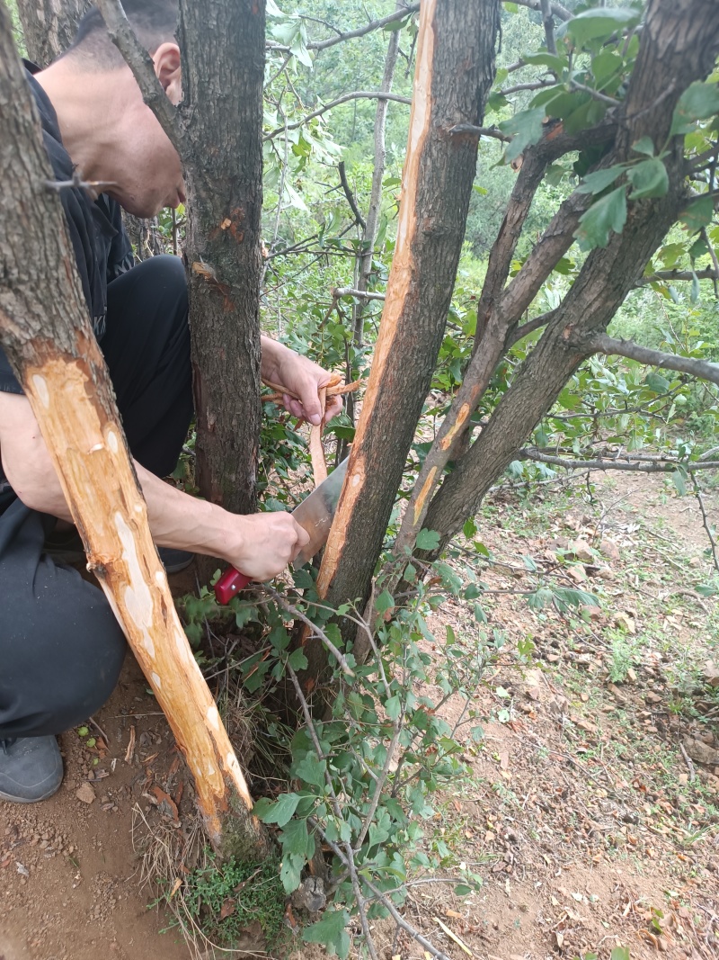 野生山渣树皮健胃消食