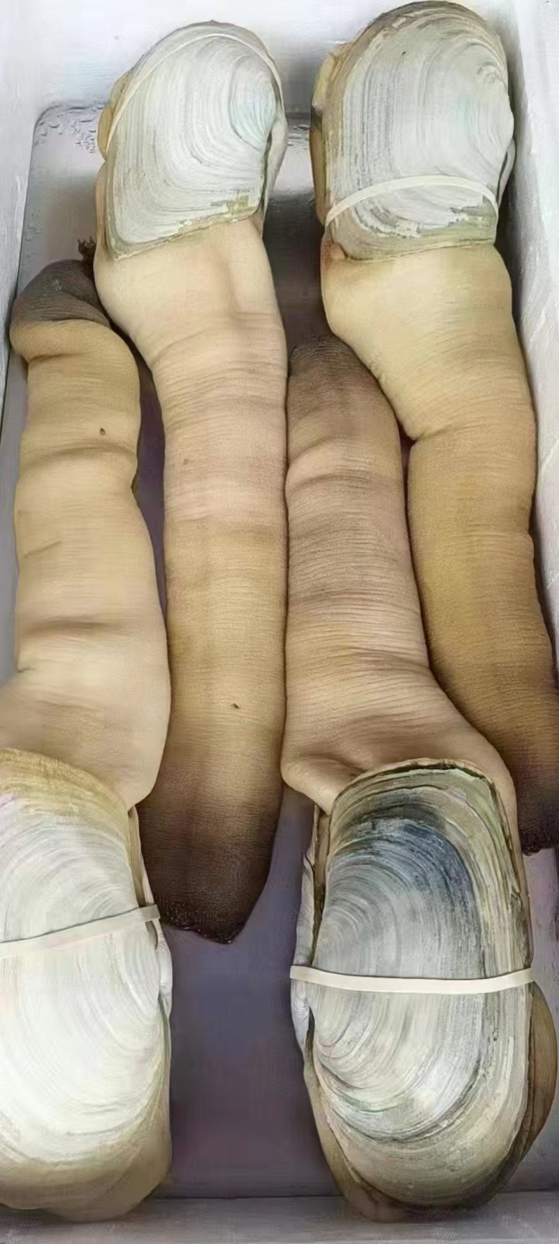 加拿大东区进口超A货活体象拔蚌(3-5斤重一条)皮质非常好