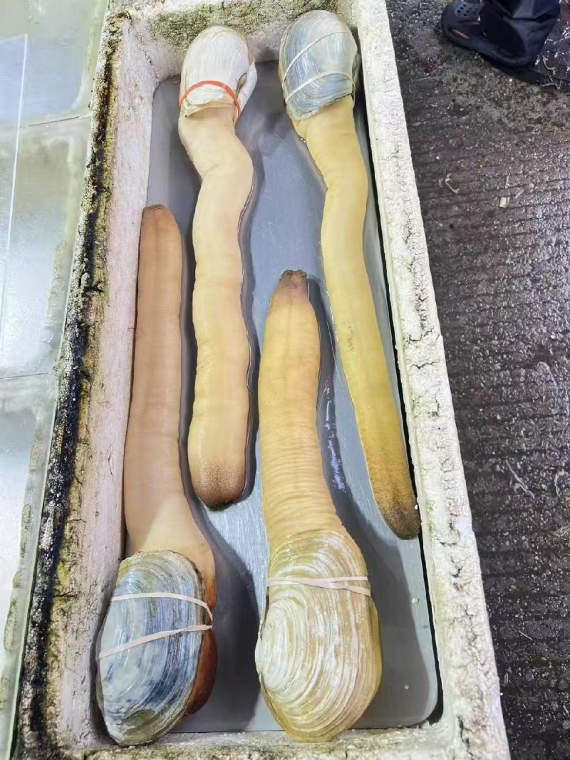 加拿大东区进口超A货活体象拔蚌(3-5斤重一条)皮质非常好