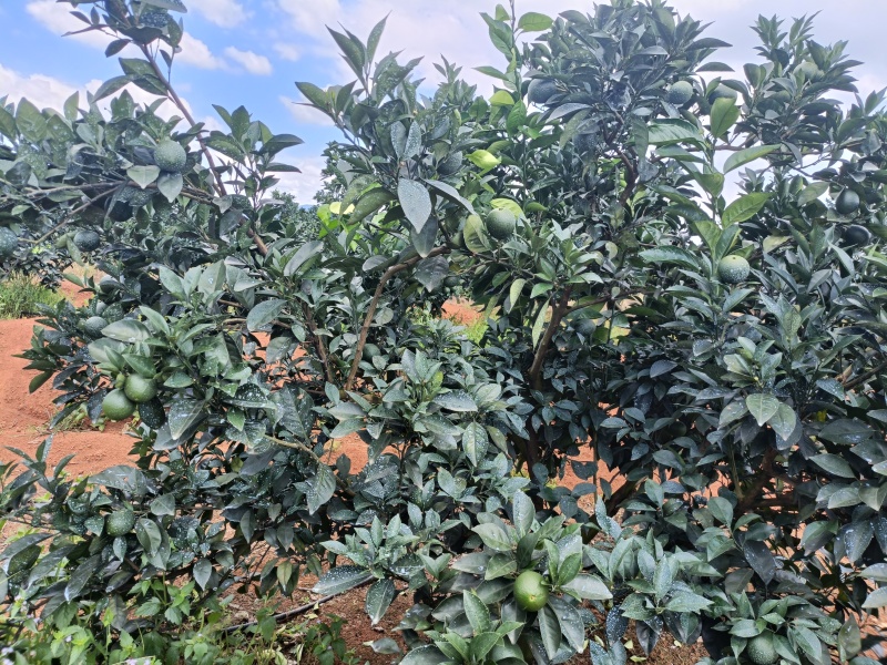纽荷尔脐橙