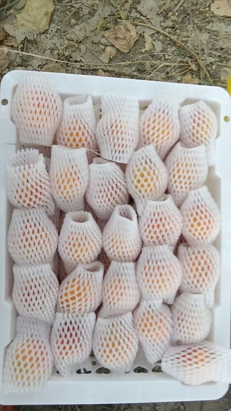 新疆特产小红杏