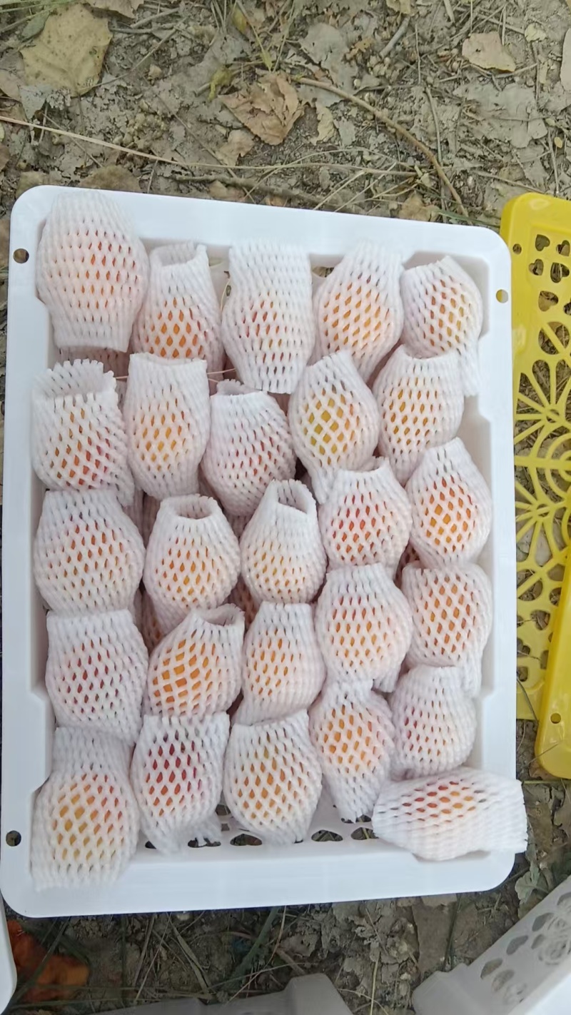 新疆特产小红杏