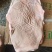 带皮前上肉