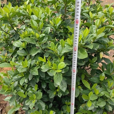 栀子花树花量大