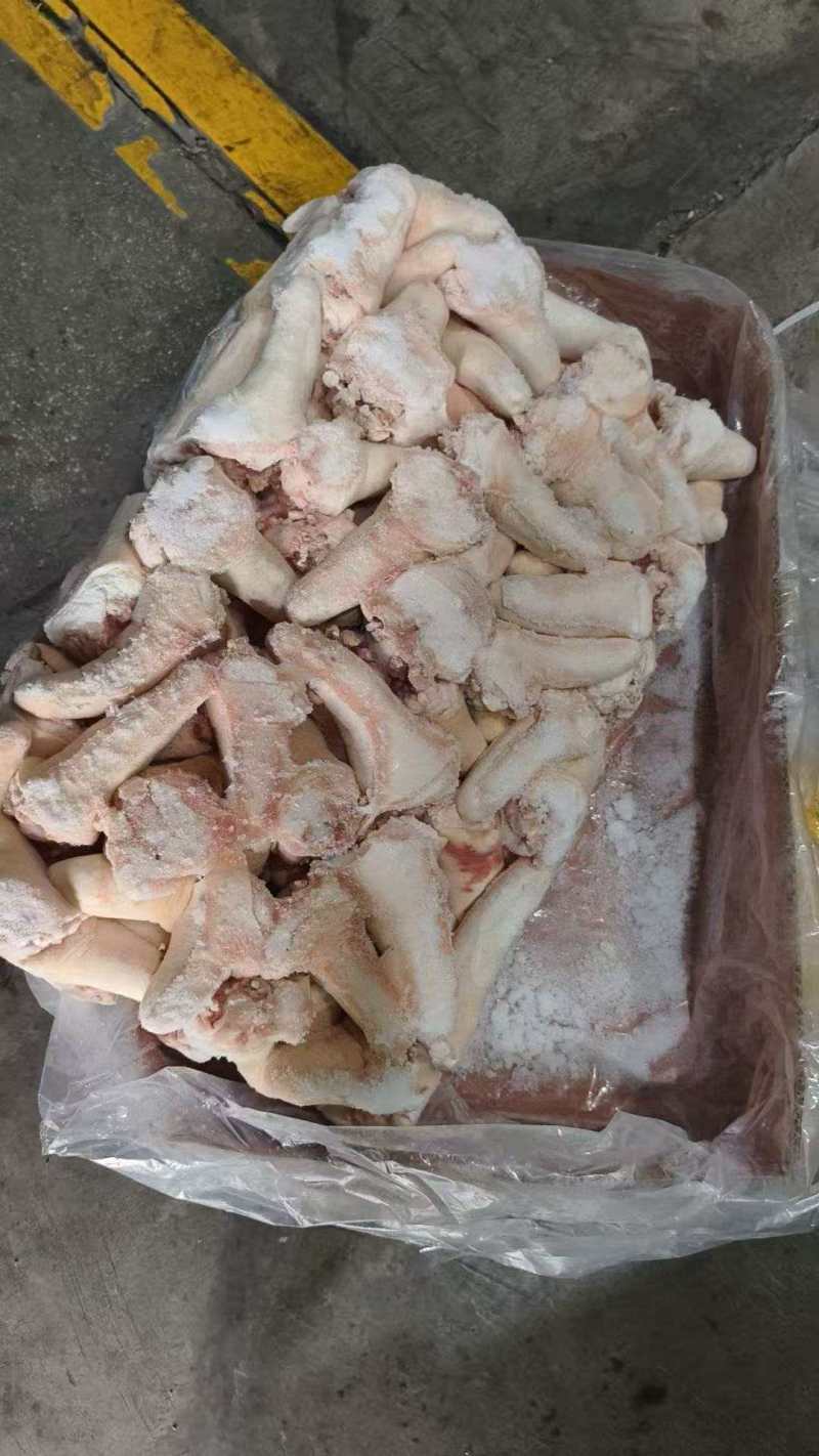猪短尾