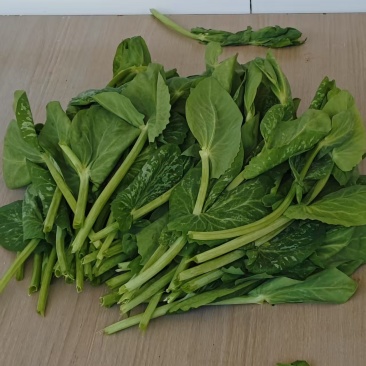 豆尖大量出售