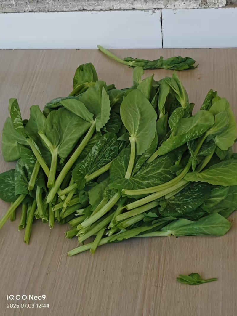 豆尖大量出售