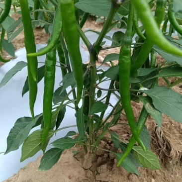 优质二荆条青海椒上市了