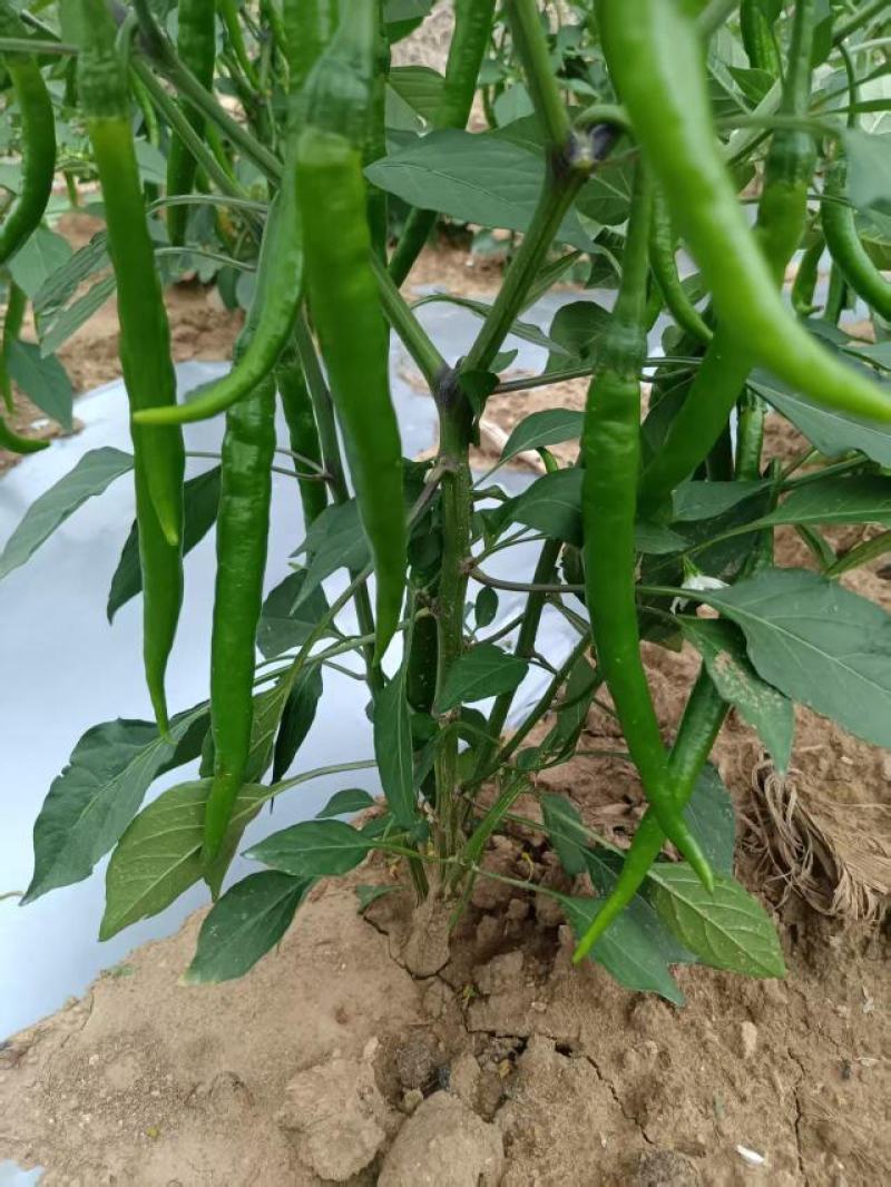 优质二荆条青海椒上市了