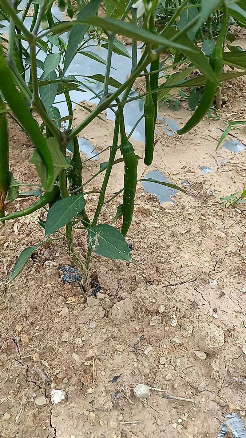 优质二荆条青海椒上市了