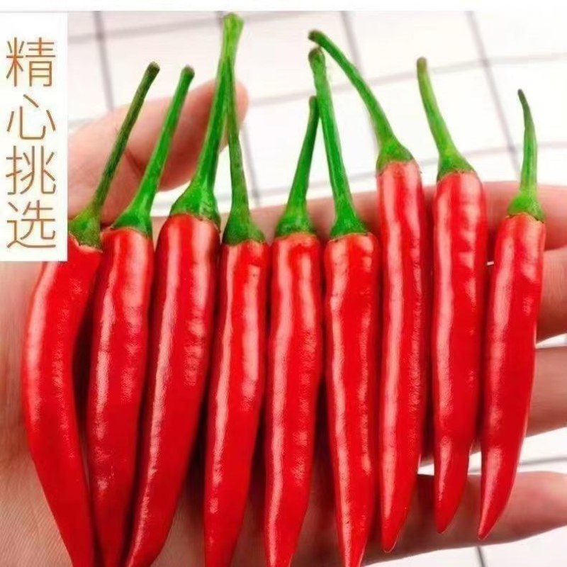 新鲜小米辣一件代发