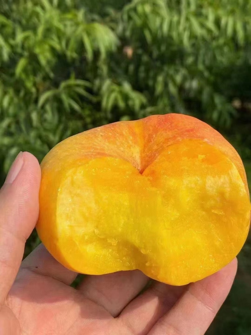 沂蒙油桃
