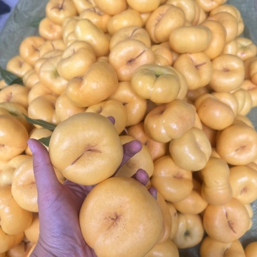山东蒙阴桃子🍑🍑