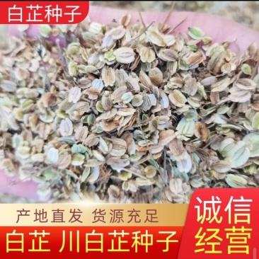 基地二年生白芷种子，2025年，开始采收了，有需要的速联系