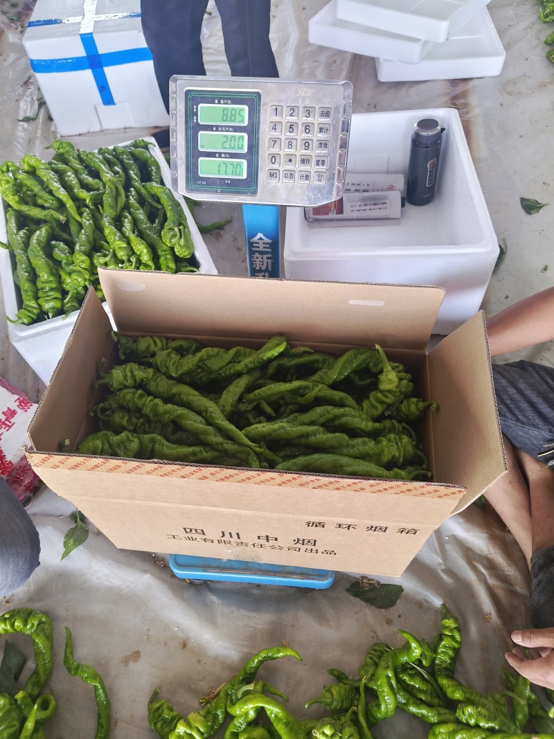 鲜辣椒，螺丝椒，太空椒，芜湖椒，粗尖，细尖