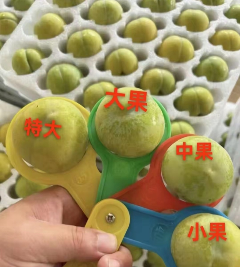 六马蜂糖李