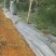 白皮冬瓜