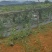 白皮冬瓜