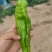 内蒙大棚芜湖椒