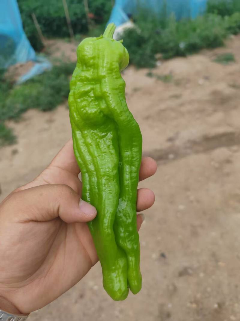 内蒙大棚芜湖椒